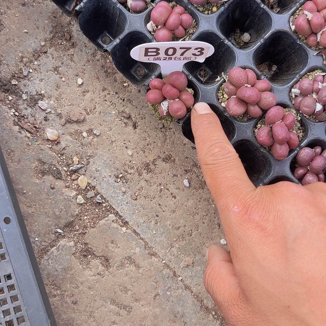 B073葡萄一物一拍