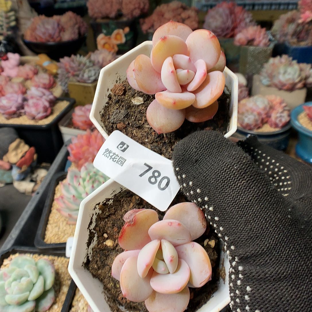 780奶茶多肉植物666