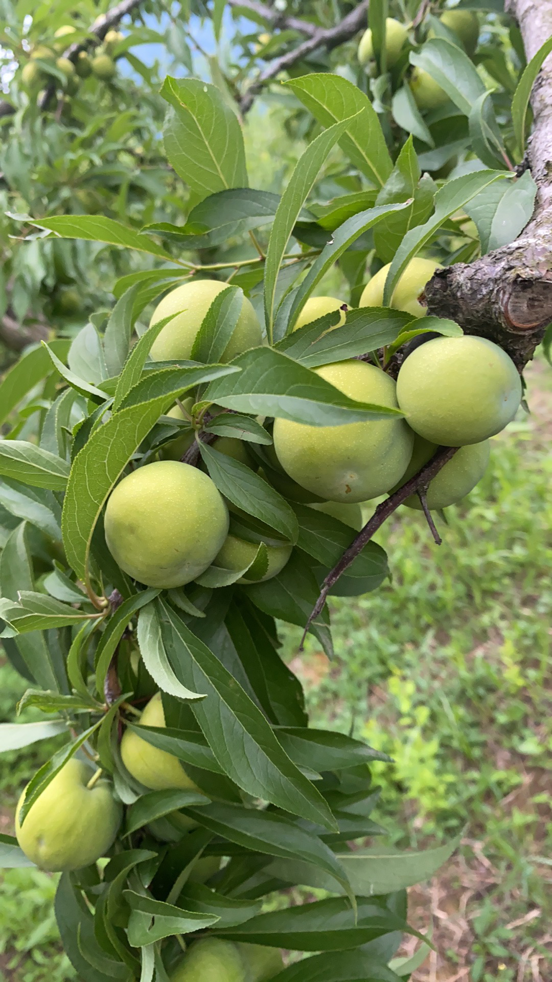 四川正宗本地李子现采发货酸甜爽口多汁包邮