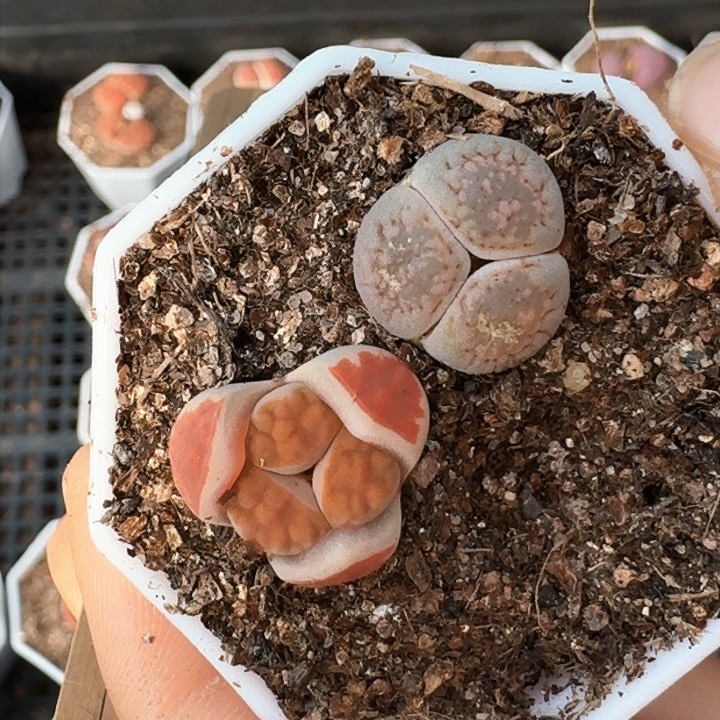 生石花111。   31