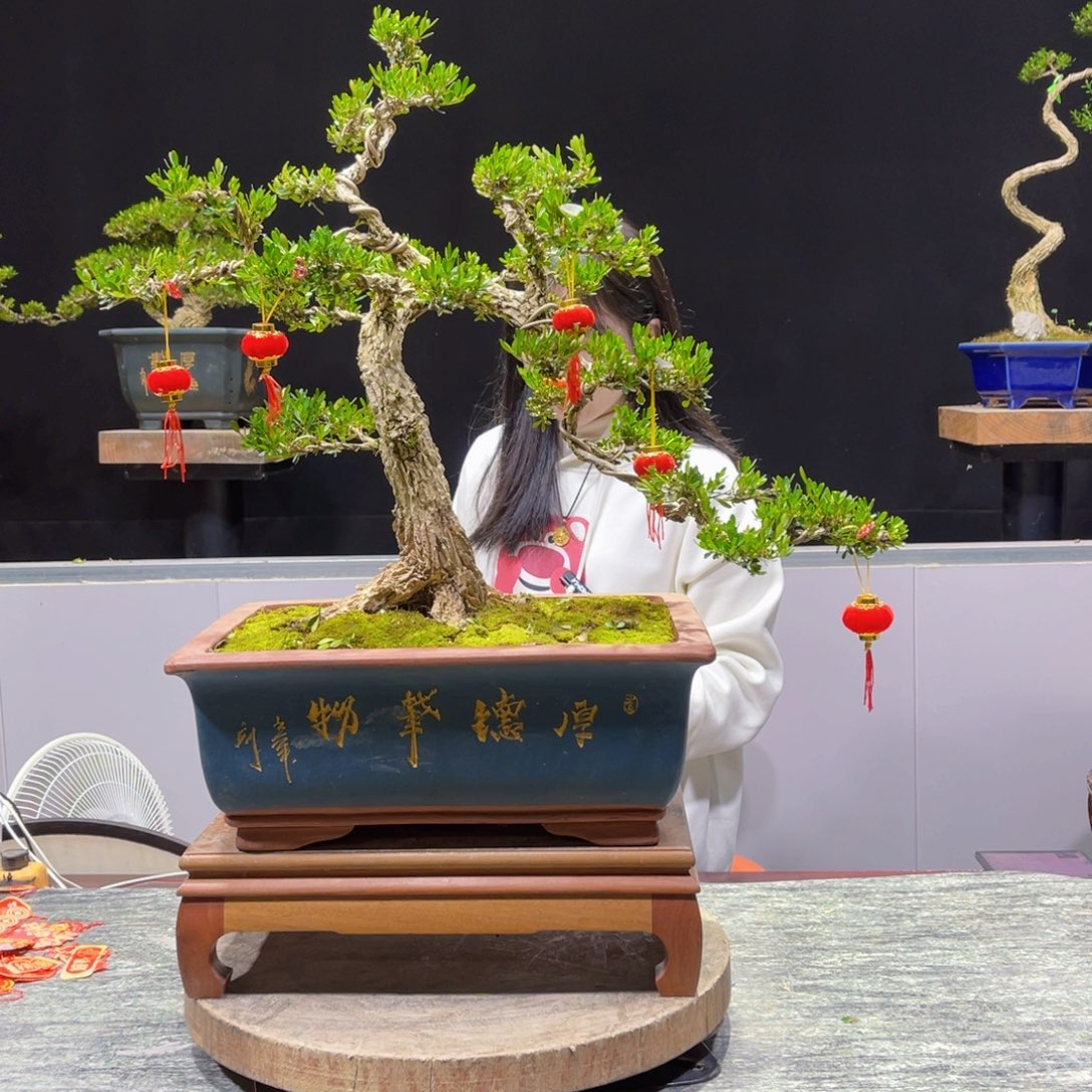 四季常青老桩黄杨盆景