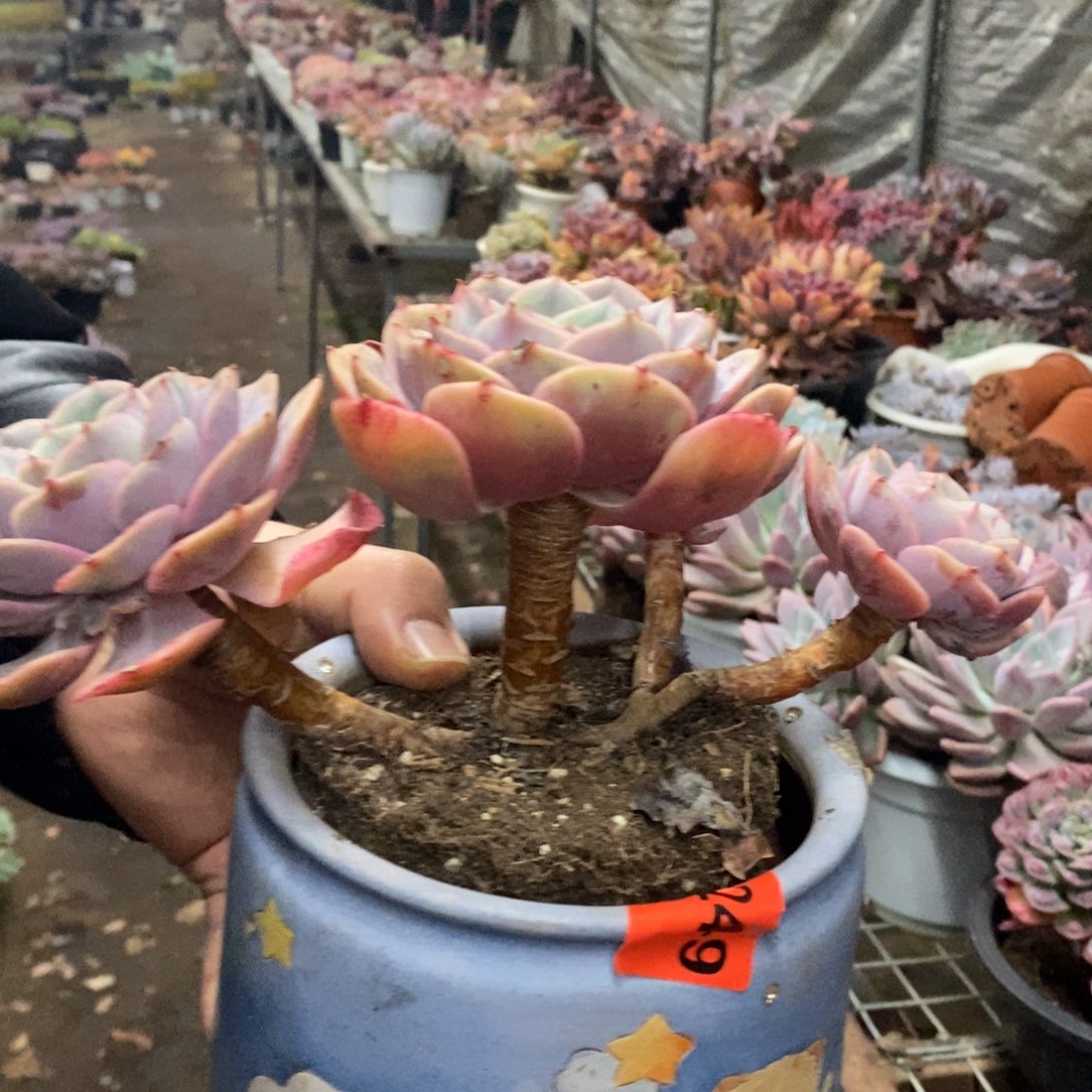 蓝色苍鹭三头起发