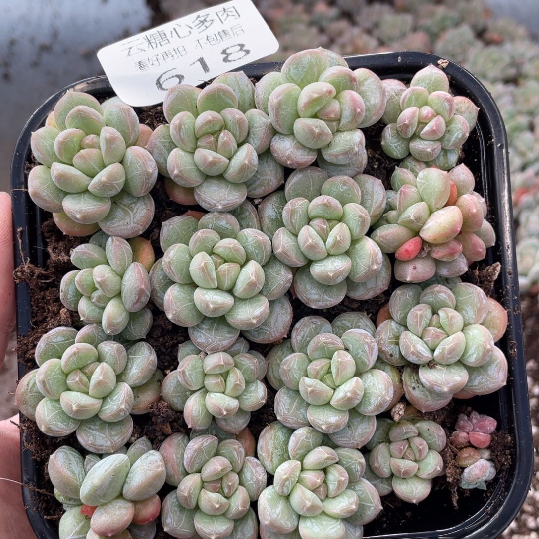 云糖心多肉植物618