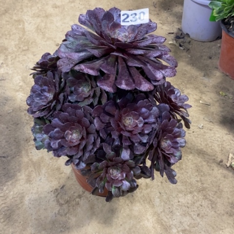 230黑暗萝莉13456678
