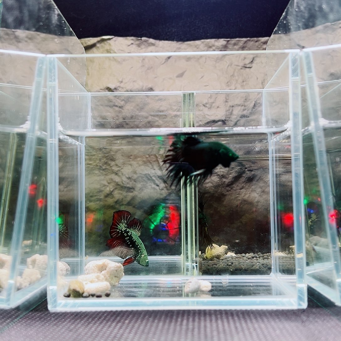 海胆精品精品精品精选