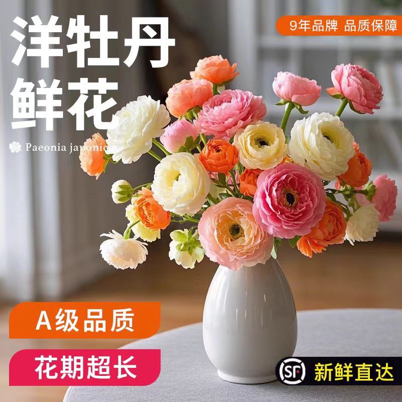 顺丰包邮【洋牡丹鲜切花】水培插花昆明基地直发鲜花花束家用鲜花