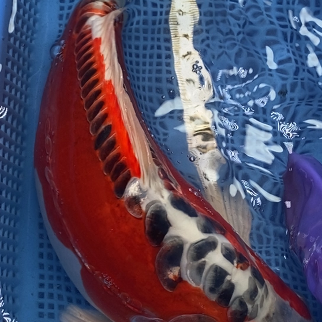 锦鲤冷水锦鲤包邮