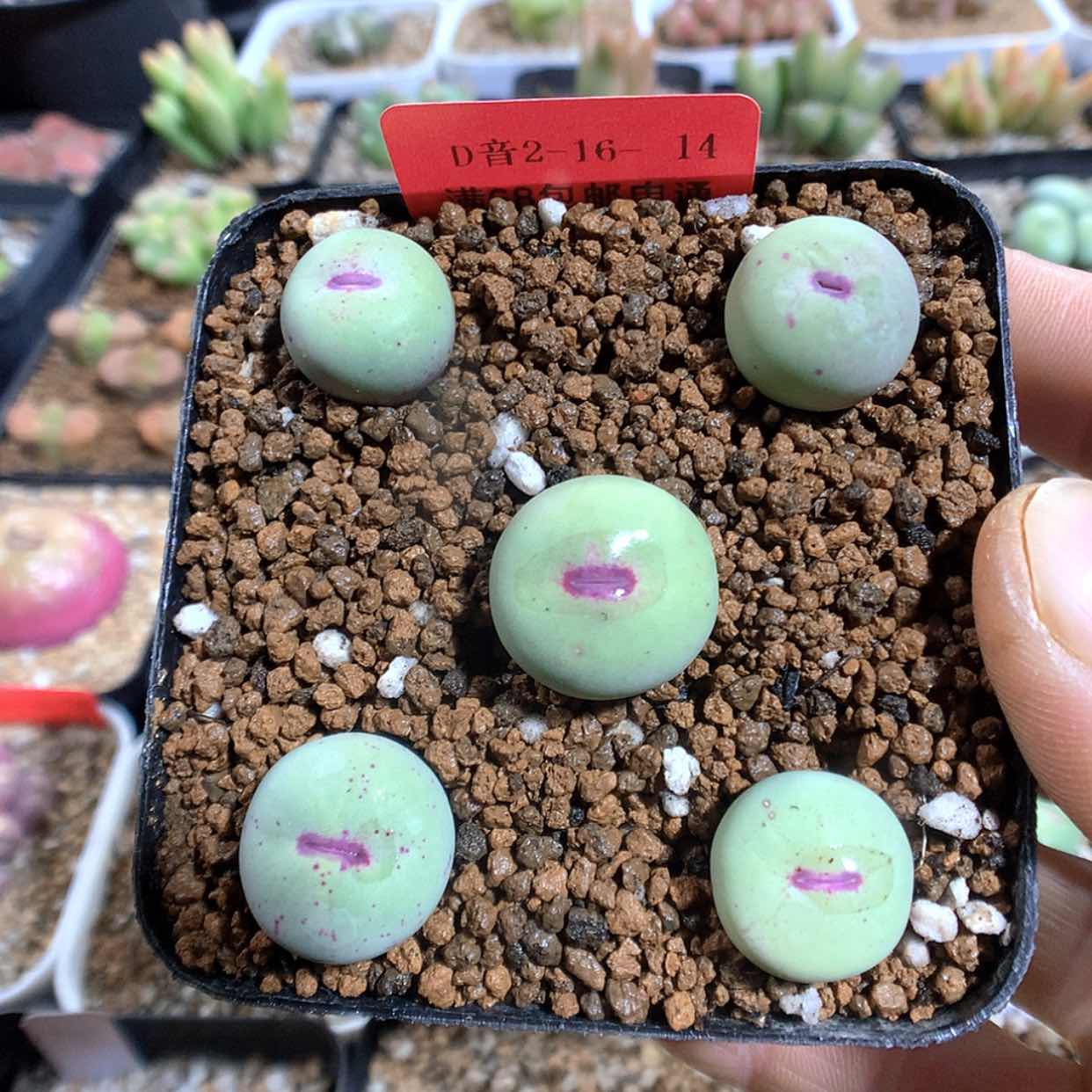 【闪购商品】2-16-14 小红嘴一盆 100