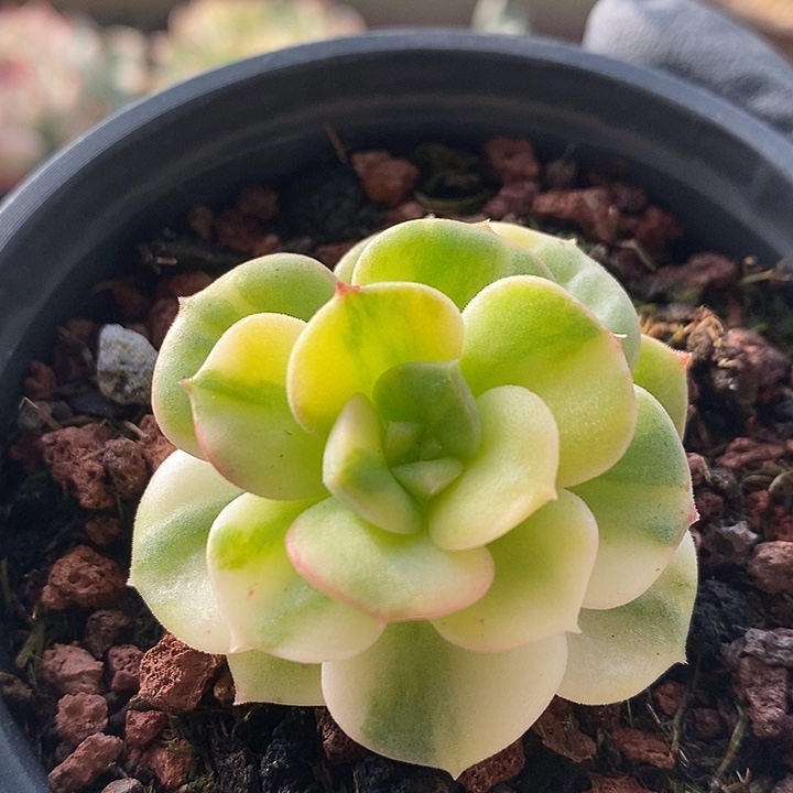 尼克玫瑰圆叶拉丝复轮