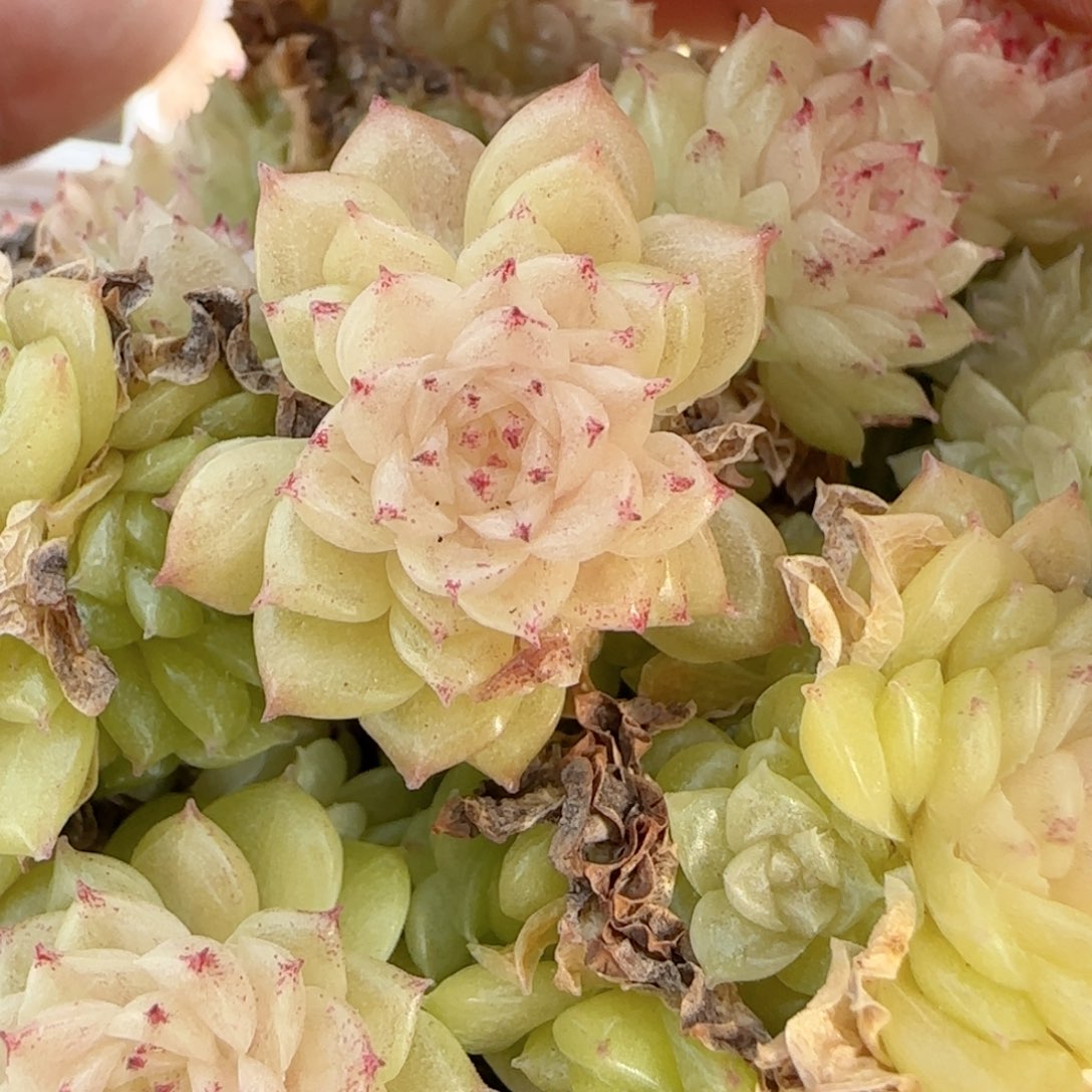 一***哦【闪购商品】0206-143珠光麦杆