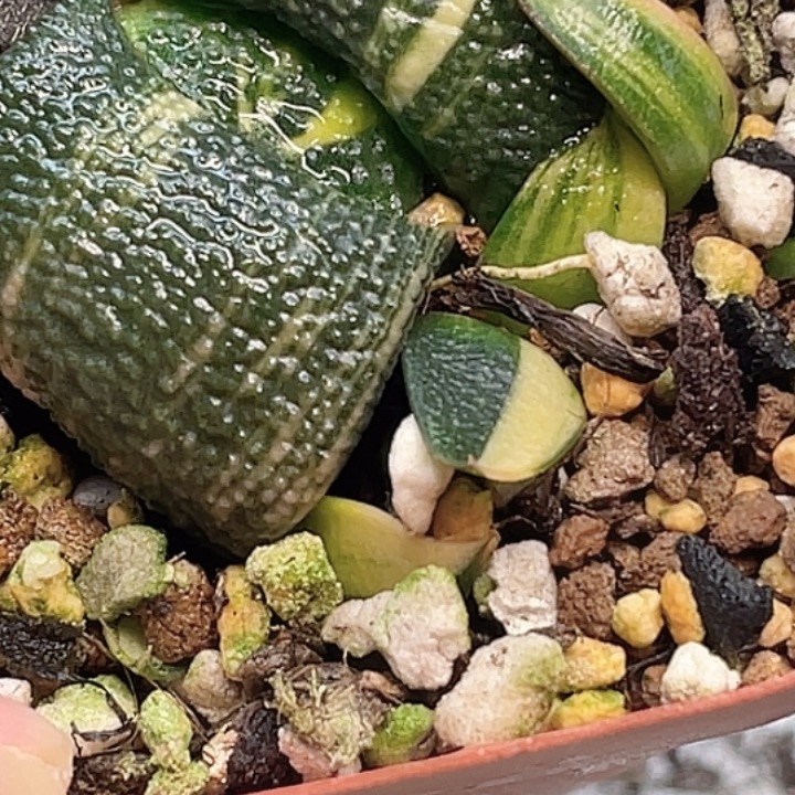 好***鱼客户专拍一物一拍