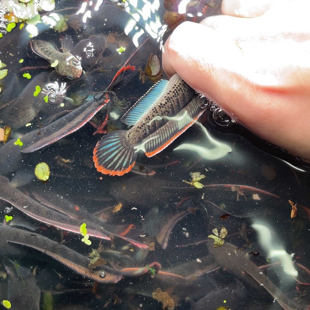 雷龙鱼8号111111111