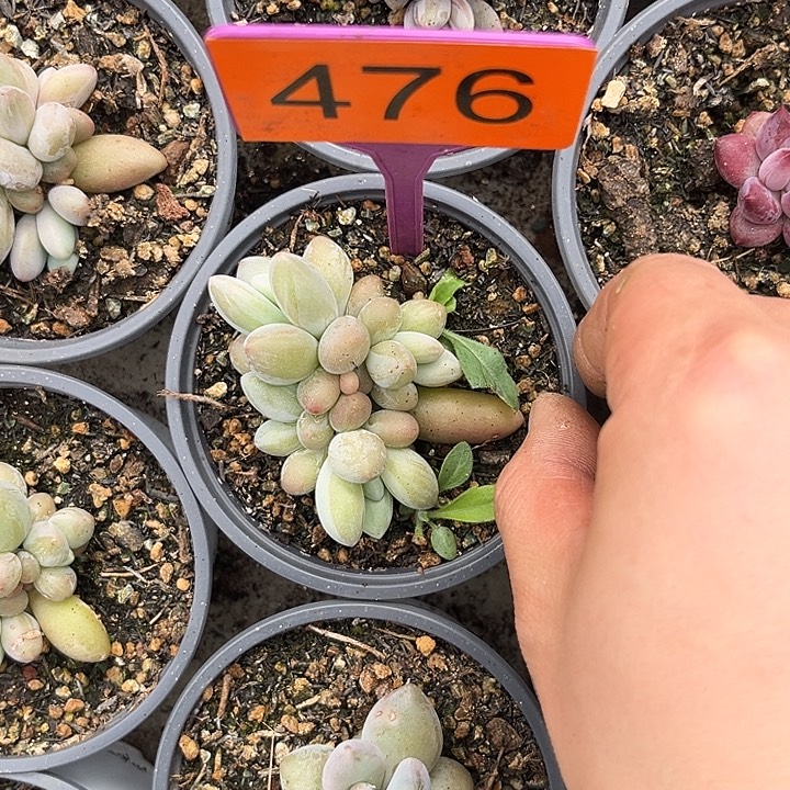 多肉植物白兰地476 