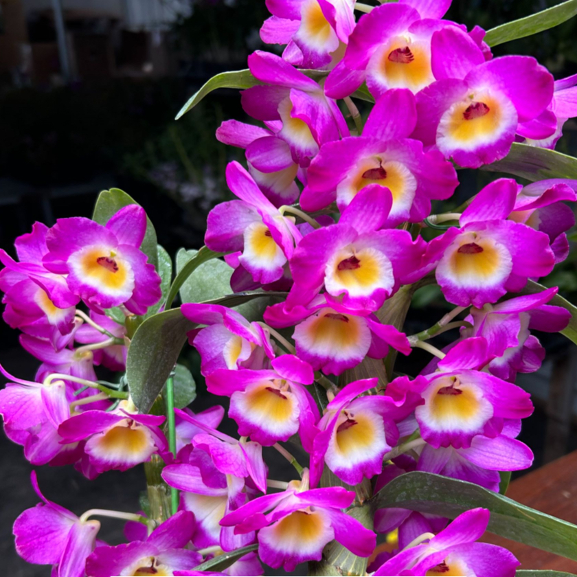 紫玉佳人常年开花七彩香水庭院植物石斛兰水培盆栽带花苞发货