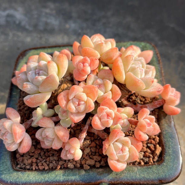 25头老桩小脸冰玉自然群