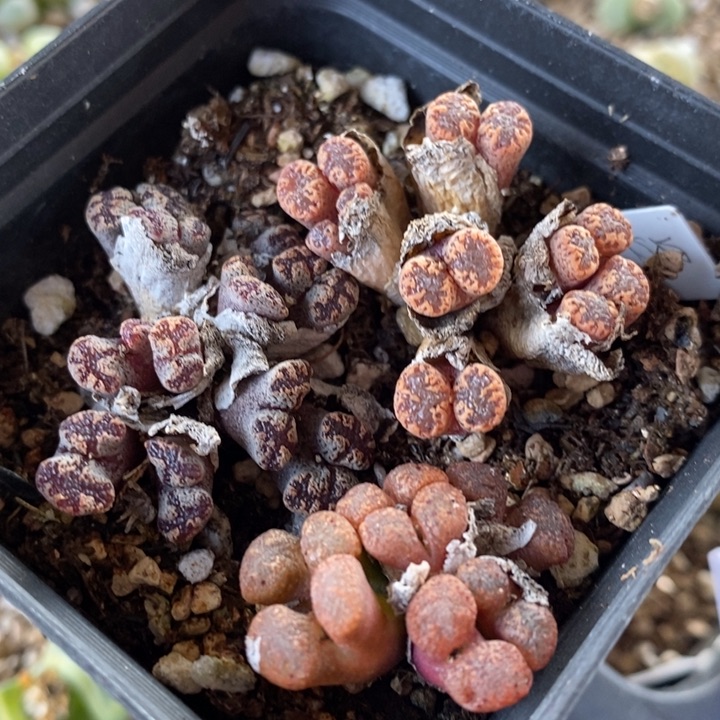 29130一组一组一组