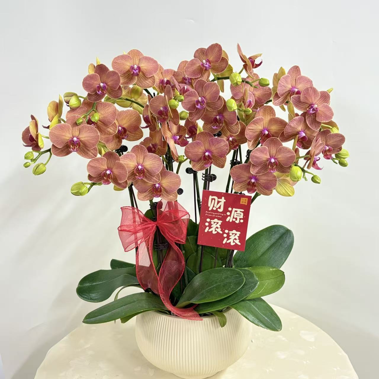 蝴蝶兰（椪柑）鲜花盆栽室内观赏花花佛山基地直发好养易活