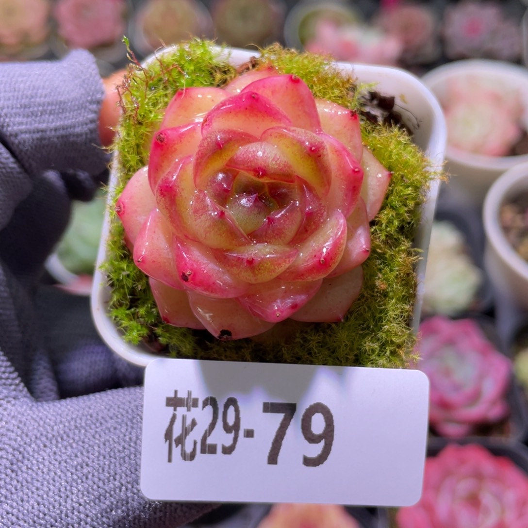 花利美29-79福利珍妮