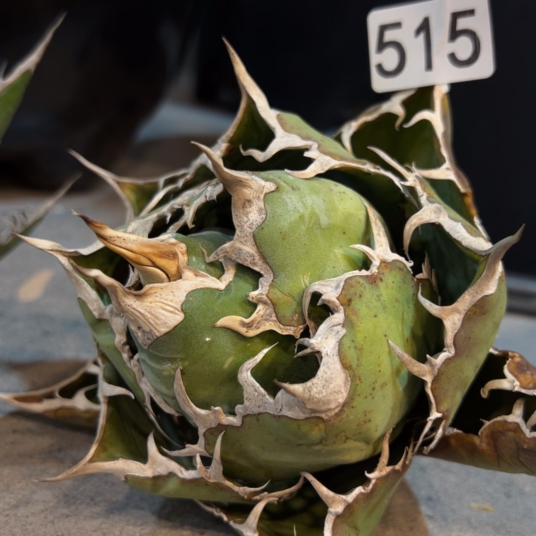 o*515白鲸龙舌兰植物脱土发货