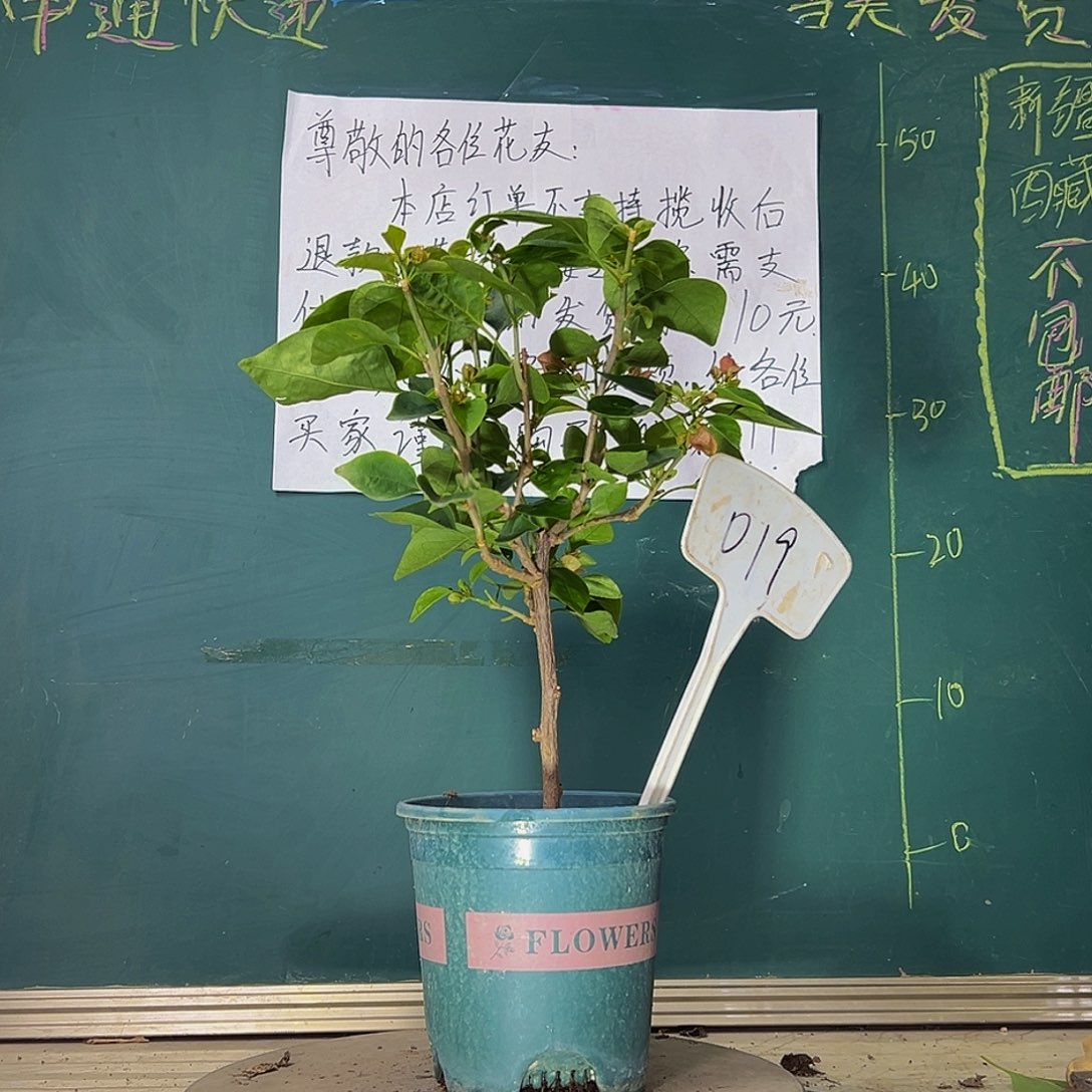 当前无花栽培后可以开花甜西瓜 019