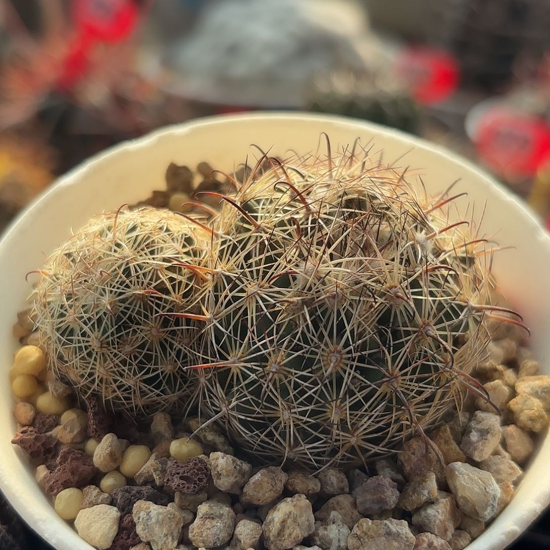 仙人球实生白鹰丸双头