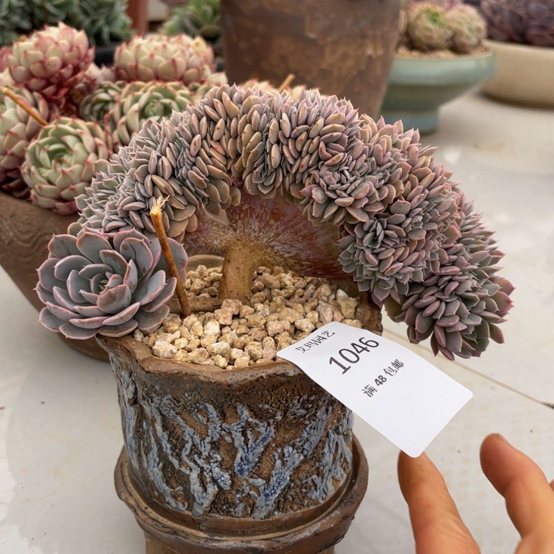 天赐缀化多肉多肉046多肉