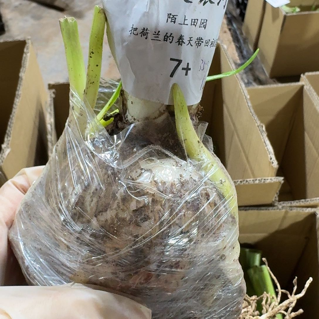 风波度银河系7+闪购