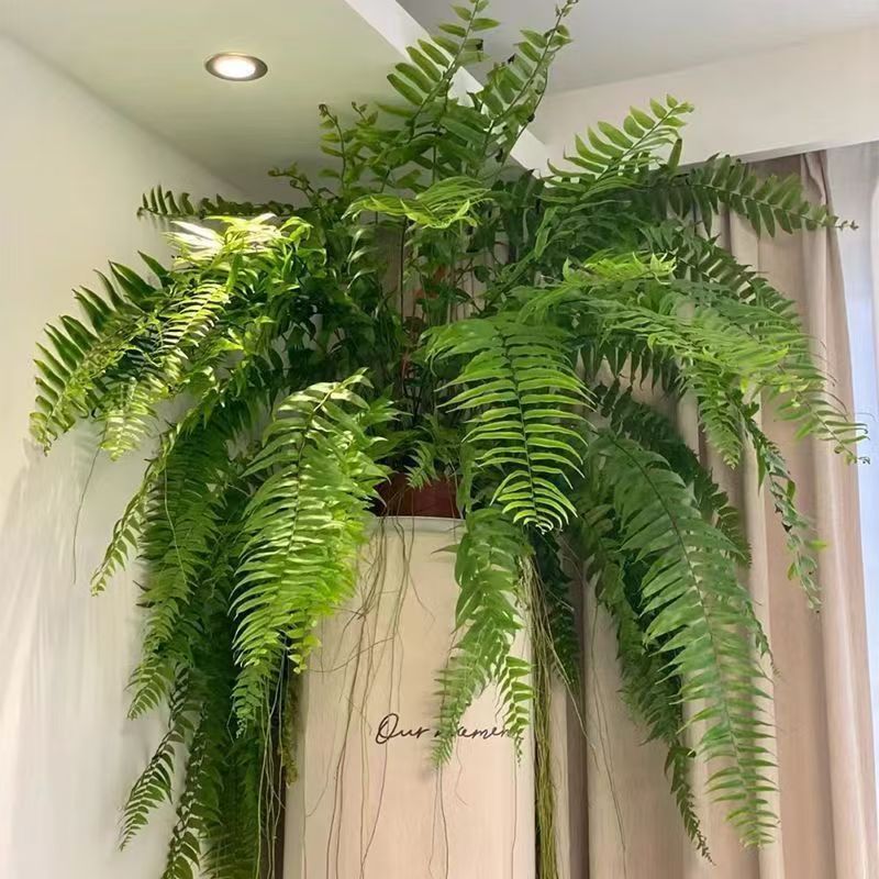 霸王蕨长叶垂吊型绿植盆栽室内客厅懒人好养耐阴吸甲醛四季常青