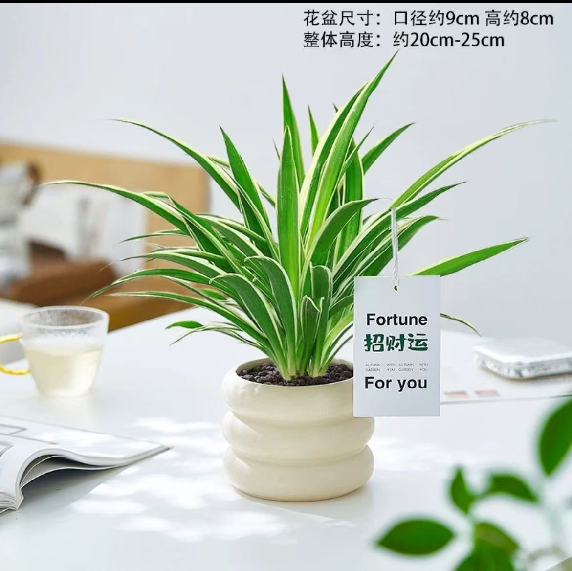 金边吊兰盆栽四季种植办公室净化空气吸甲醛植物花卉好养