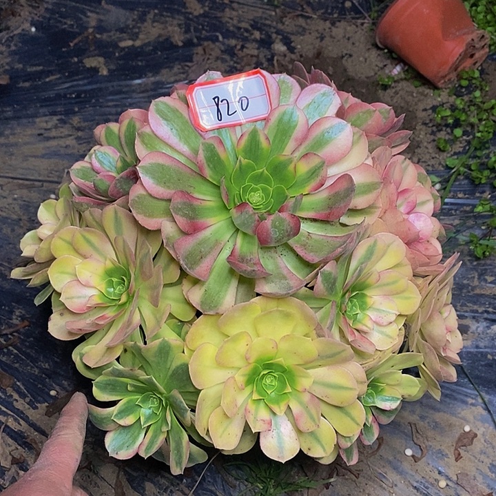 雨荷老桩捧花820号