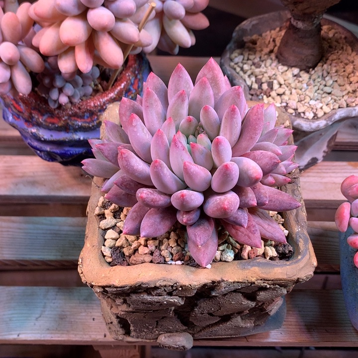 虞美人杂多肉植物xiangkankan