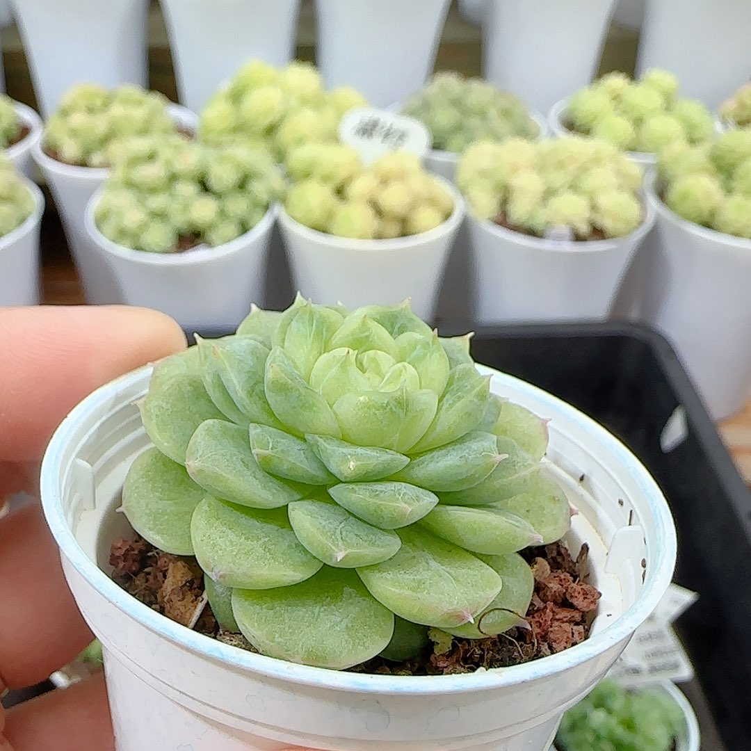 【闪购商品】1021-21包子优选麦杆