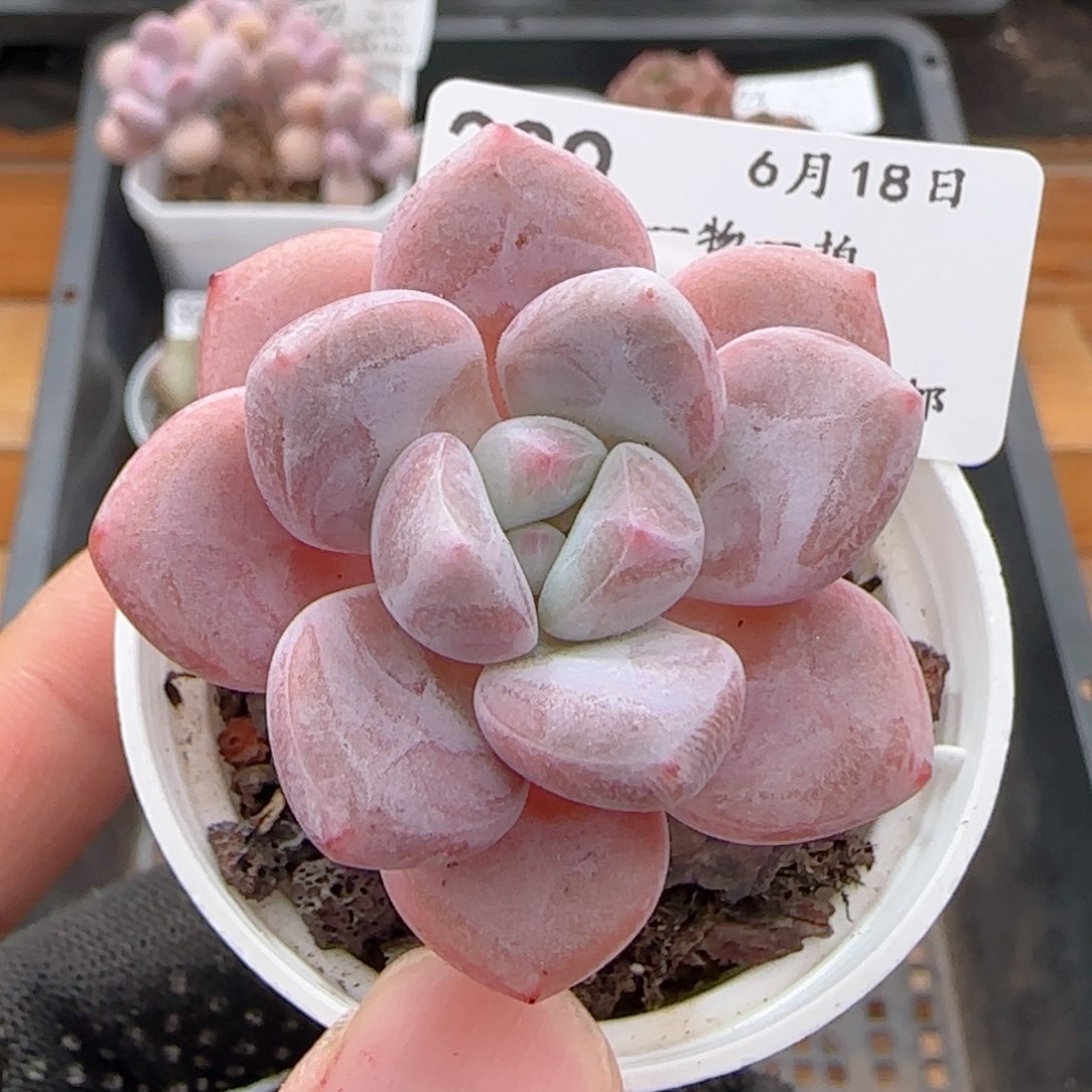 0618-329福利福利