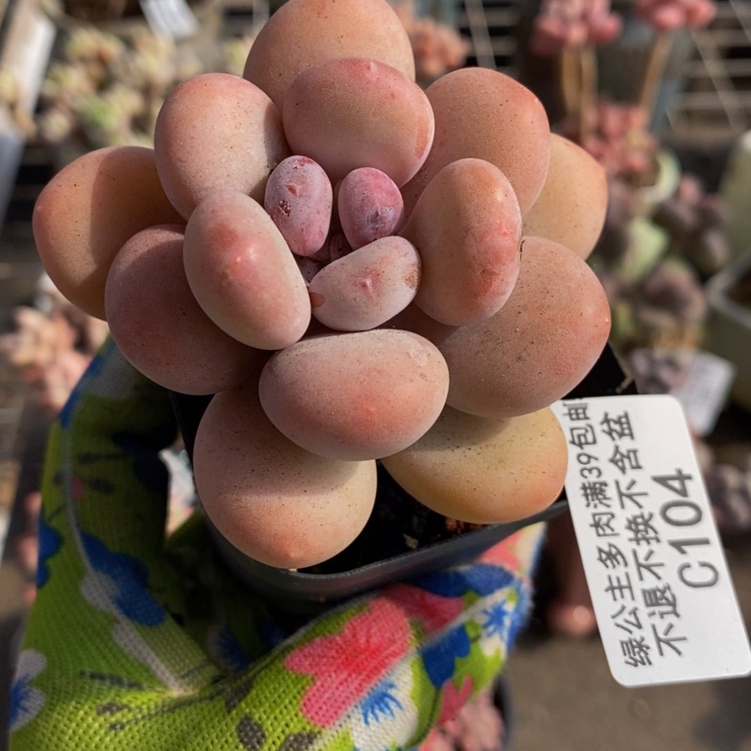 蛋黄奶酪104/6c m