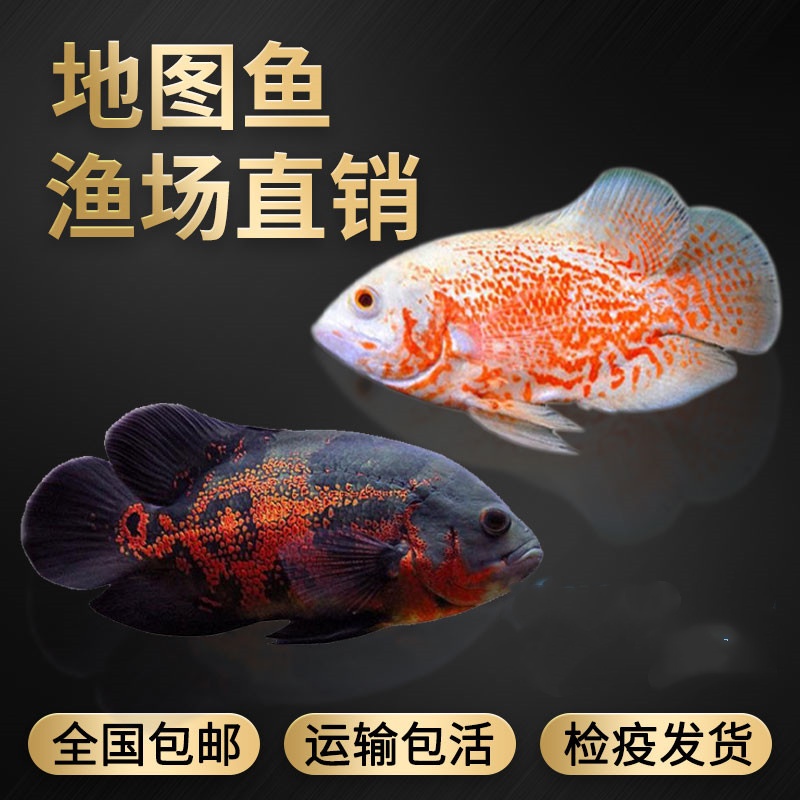 黑白地图鱼好养耐活活体猪仔鱼花猪鱼大型热带观赏鱼银龙鱼鹦鹉鱼