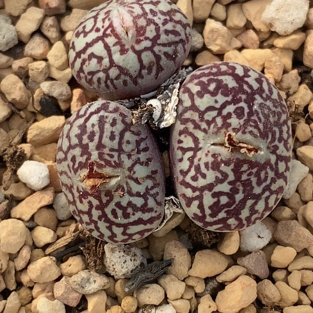 桃喜花园0310-52超墨福利