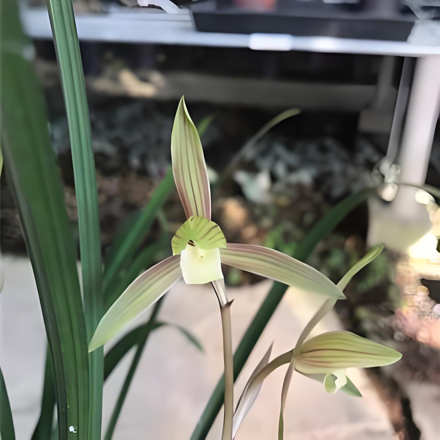 【晨光】兰花四季兰带养兰专业盆花大色艳室内客厅花卉绿植盆栽