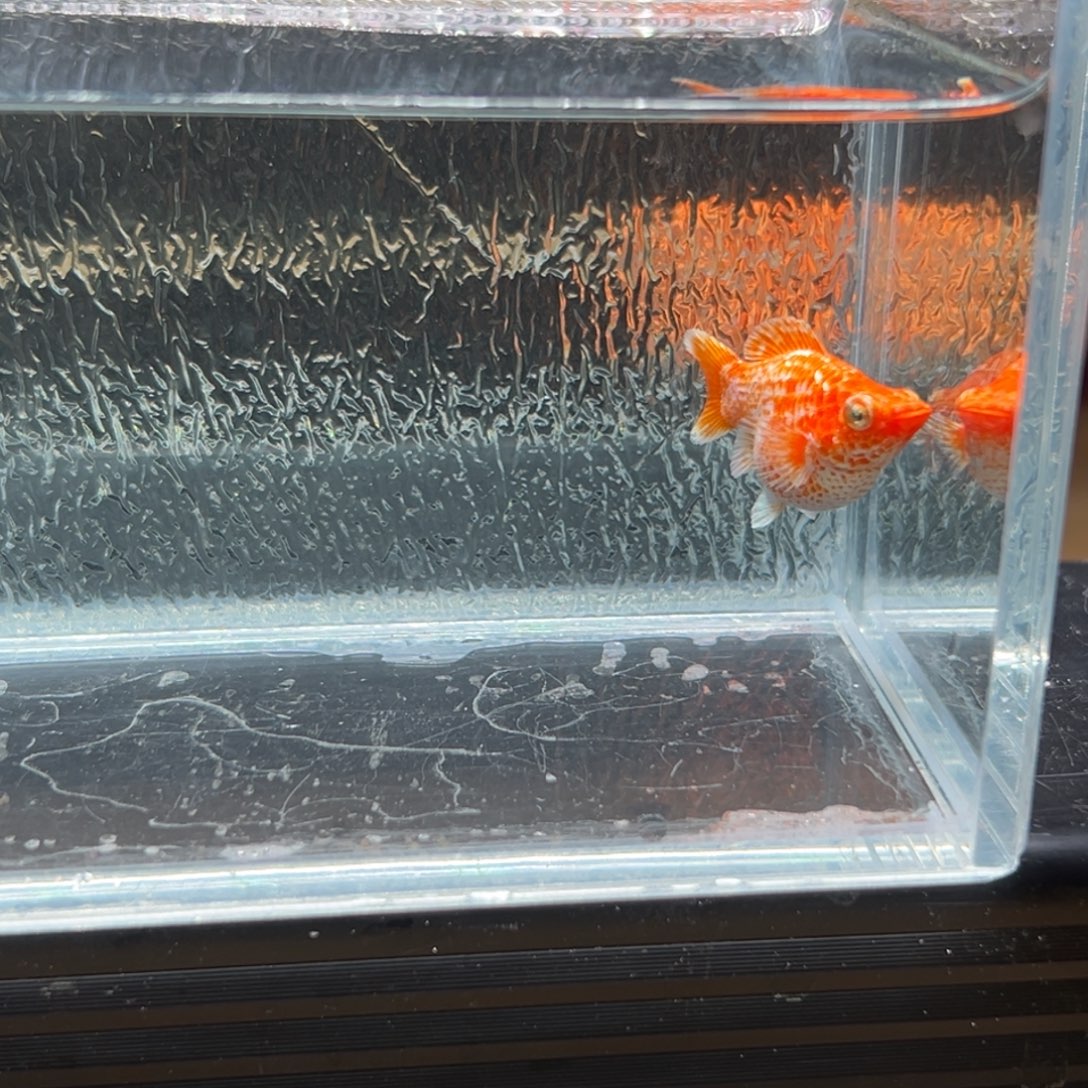 孔雀鱼玛丽鱼一条黄金母