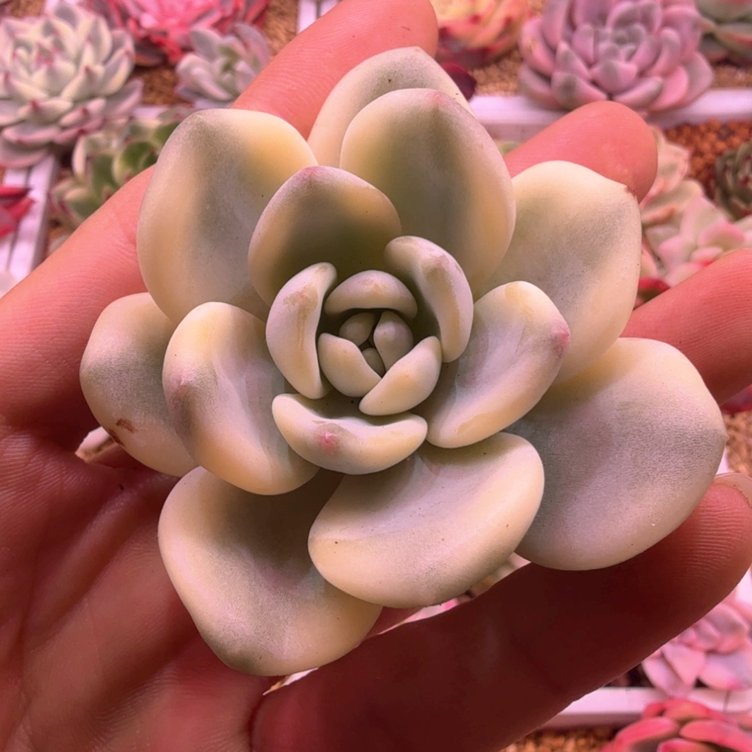 忘舒锦 多肉植物锦