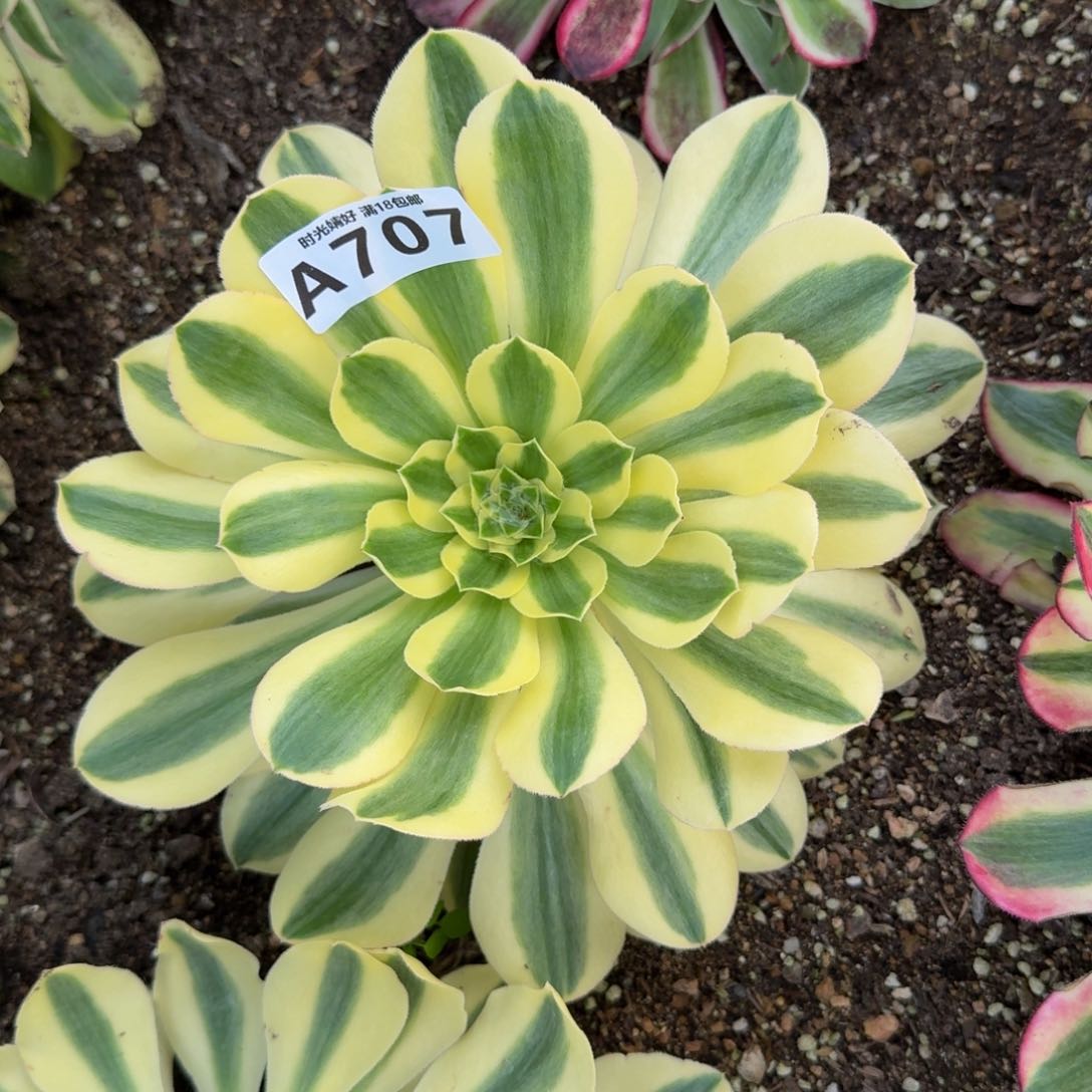 707绿珀。多肉植物