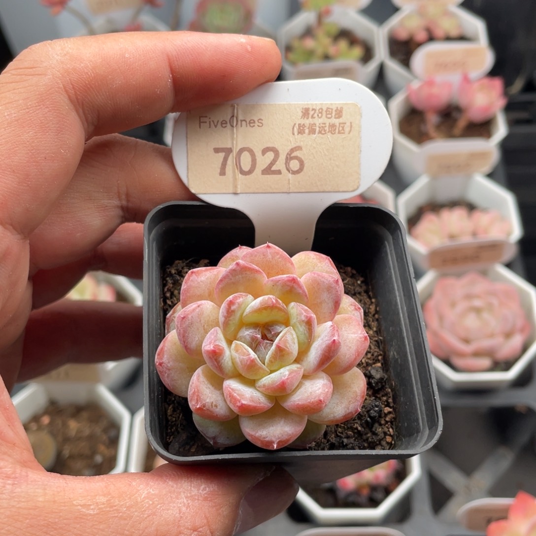 冰魄7026-4.0厘米