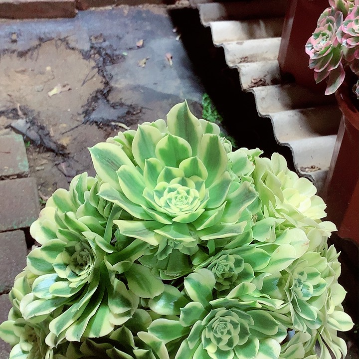 绿豆沙，多肉植物