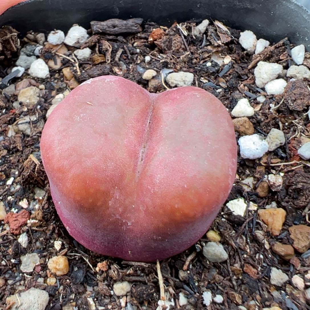 7.3好看的多肉脱土发货658