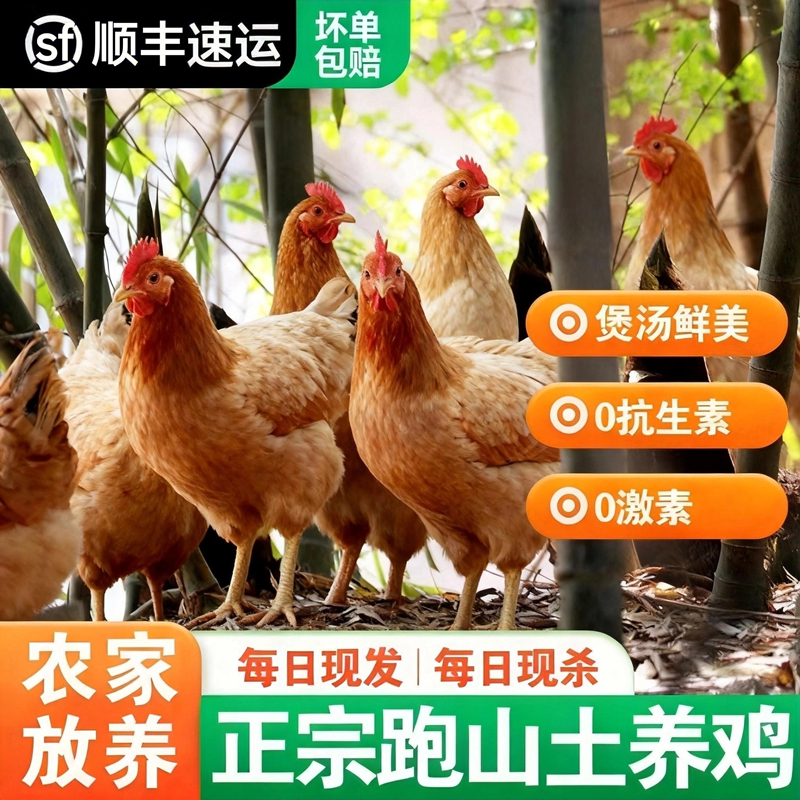 【纯正土鸡】老母鸡/大公鸡 原生态正宗散养农家土鸡老鸡整只走地鸡