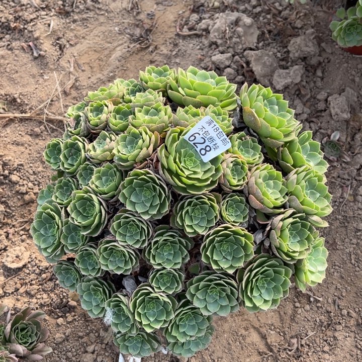 幸***子628万圣夜大绣球4号棚