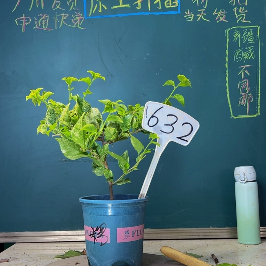 当前无花栽培后可以开花下播  斑叶米罗  632