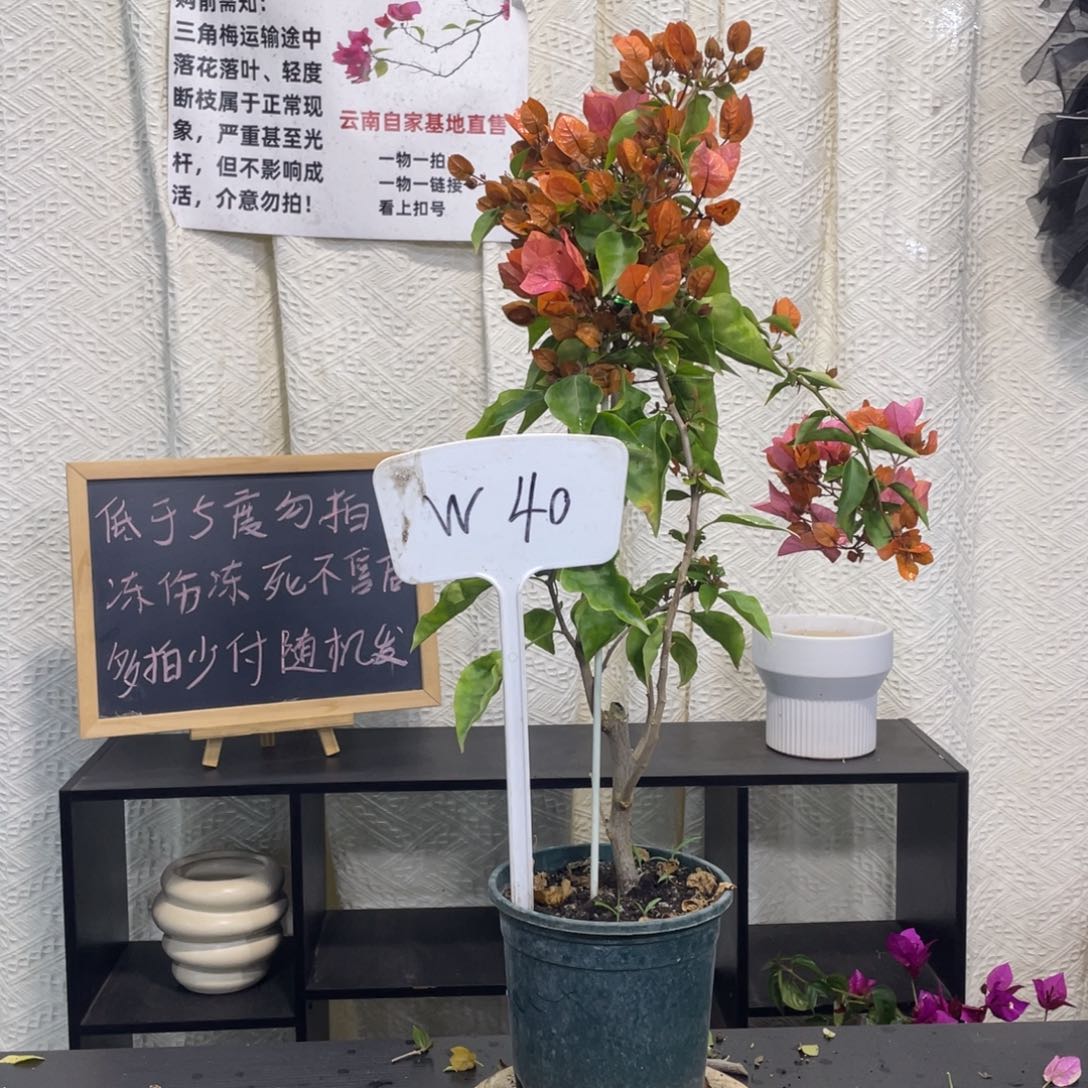 大量花朵（建议范围：8朵-15朵 或40%以上）波妹W40