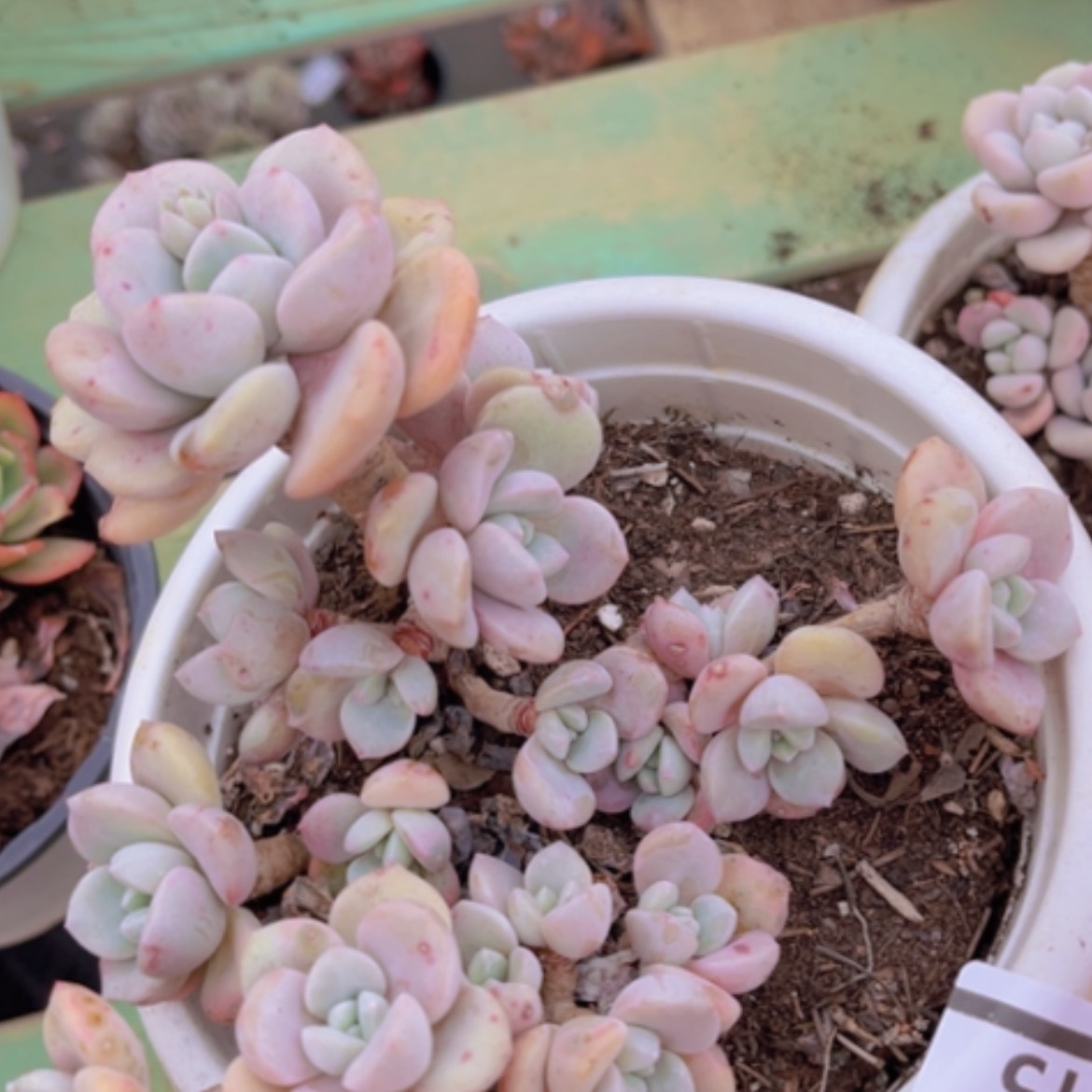 【闪购商品】白鹭1615