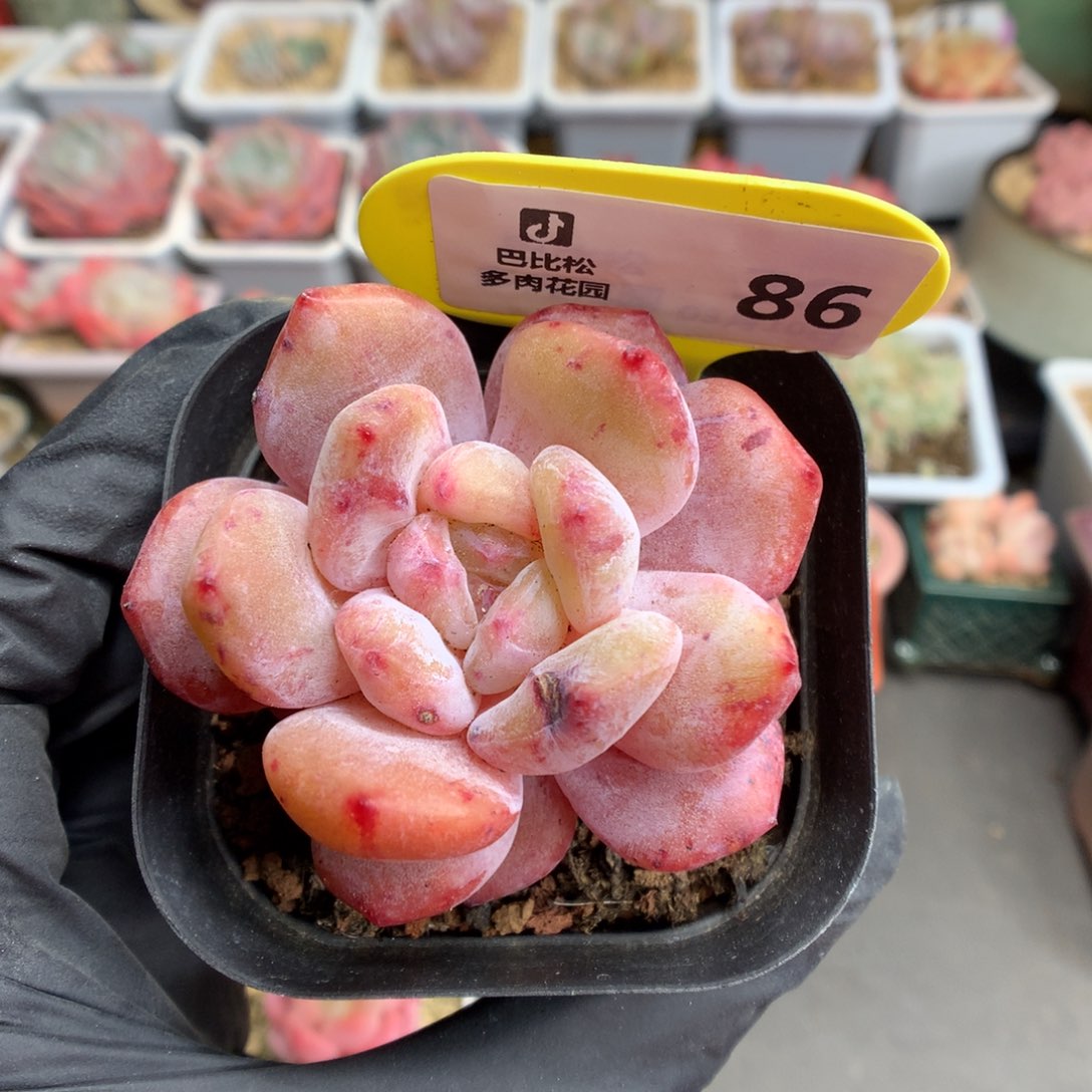 86 特石化橙多肉