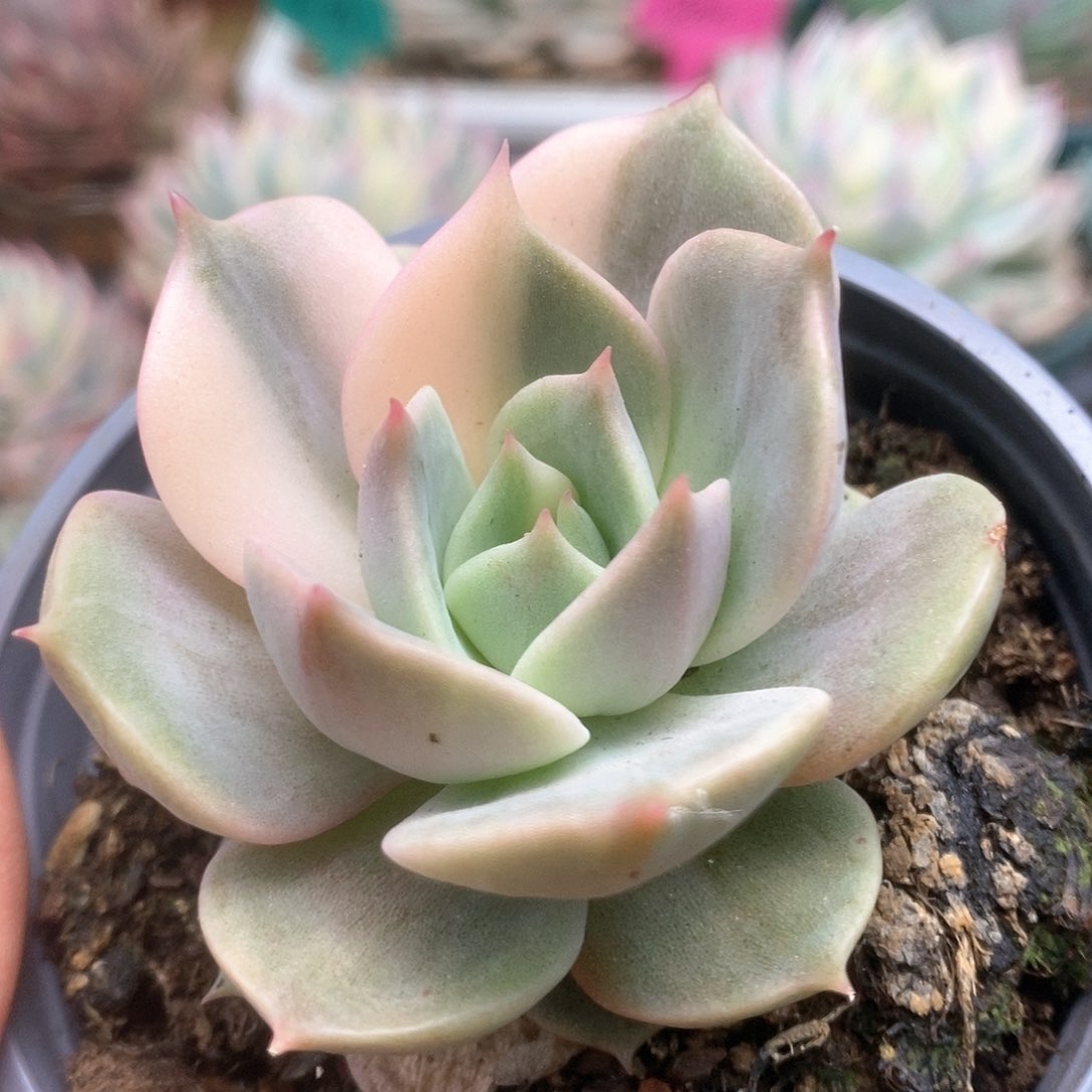 145贝加尔湖锦锦锦锦锦锦